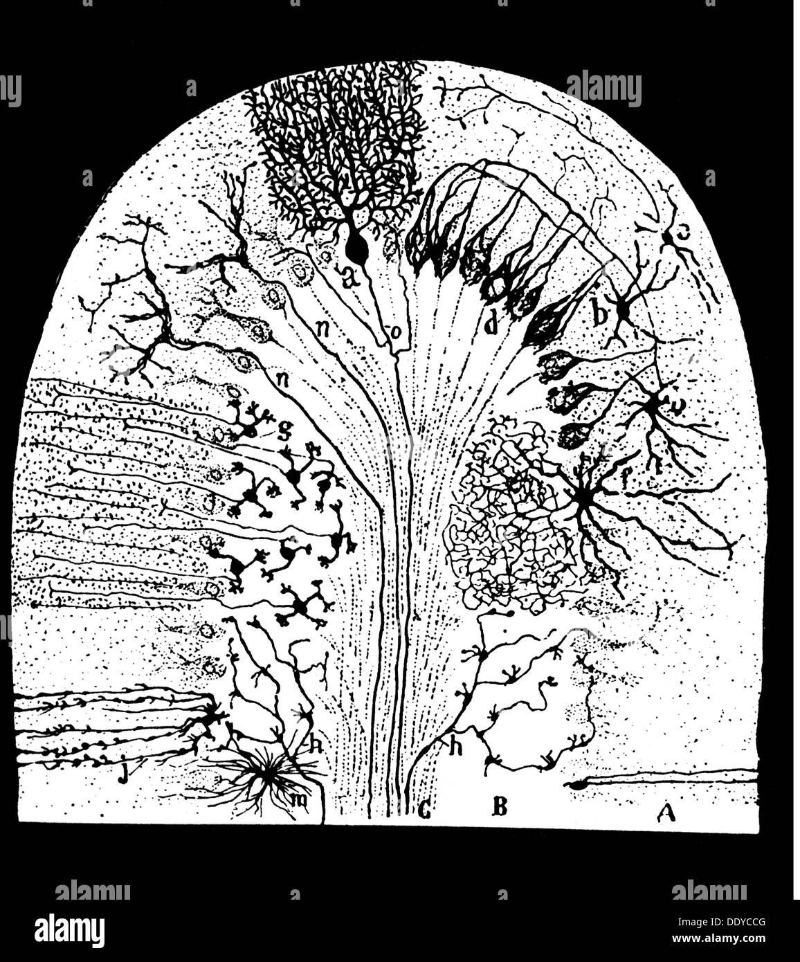 Medizin, Anatomie, Nervenzelle, parasagittaler Abschnitt im Kleinhirn eines Neugeborenen, Zeichnung von Ramon Cajal (1852 - 1934), 1894, Additional-Rights-Clearences-not available Stockfoto