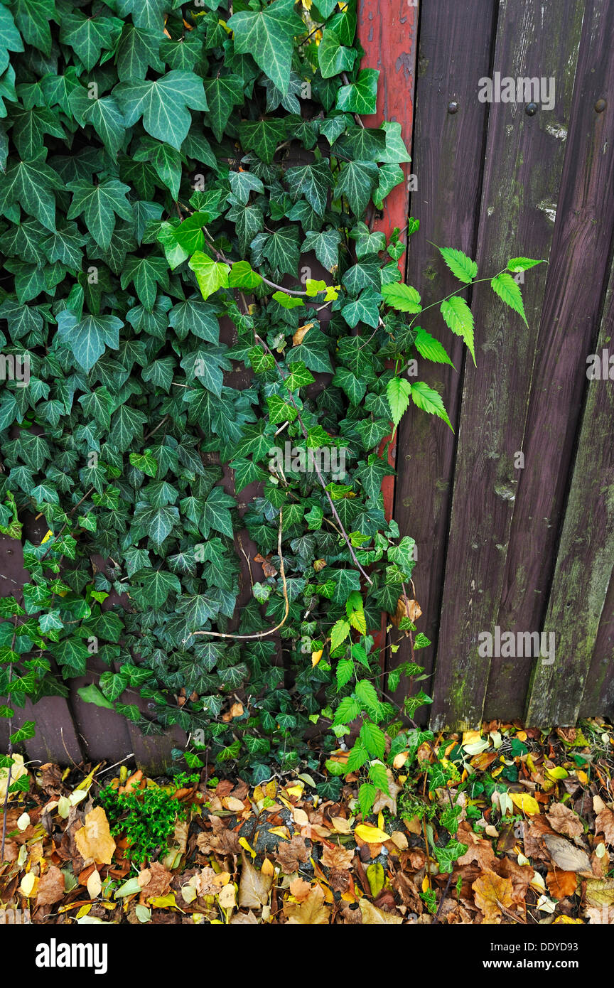 efeututen Epipremnum Aureum 'Neon' (Efeutute) – Foliage Dreams main image 1