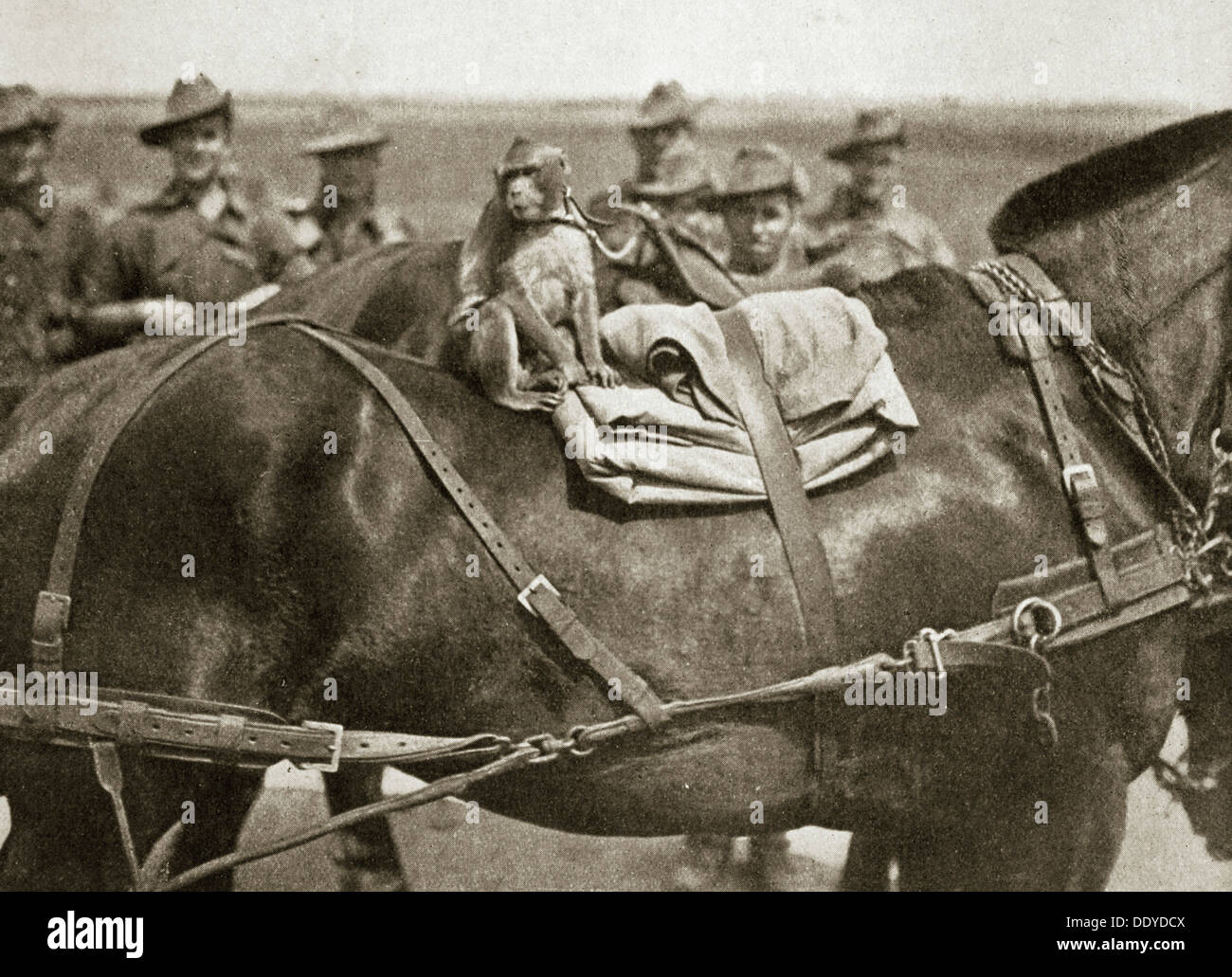 Das Maskottchen des Anzacs, Somme-Kampagne, Frankreich, Weltkrieg, 1916. Künstler: unbekannt Stockfoto