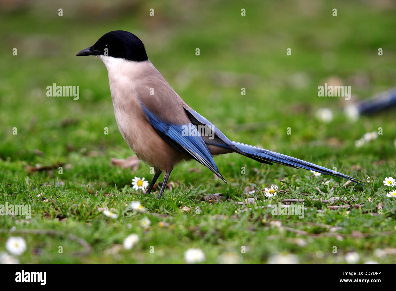 Blaue Elster (Cyanopica Cyana) auf Wiese, Observating, Extremadura, Spanien, Europa Stockfoto