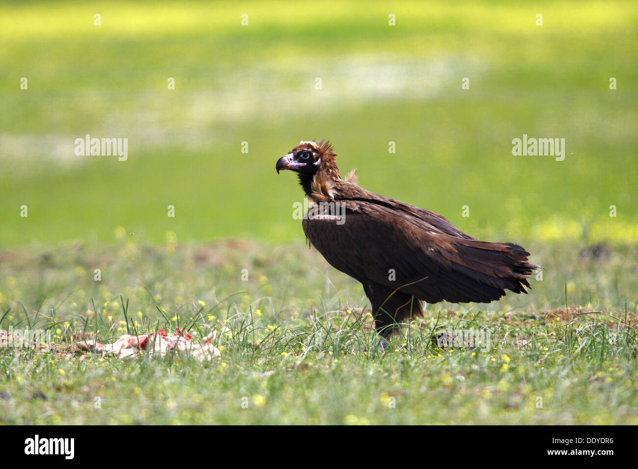 Mönchsgeier (Aegypius Monachus) neben Karkasse, Tote Lamm, Extremadura, Spanien, Europa Stockfoto