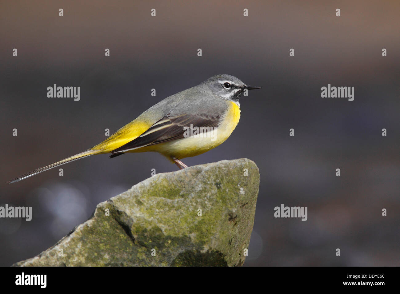 Graue Bachstelze (Motacilla Cinerea), männliche auf einem Stein sitzend Stockfoto