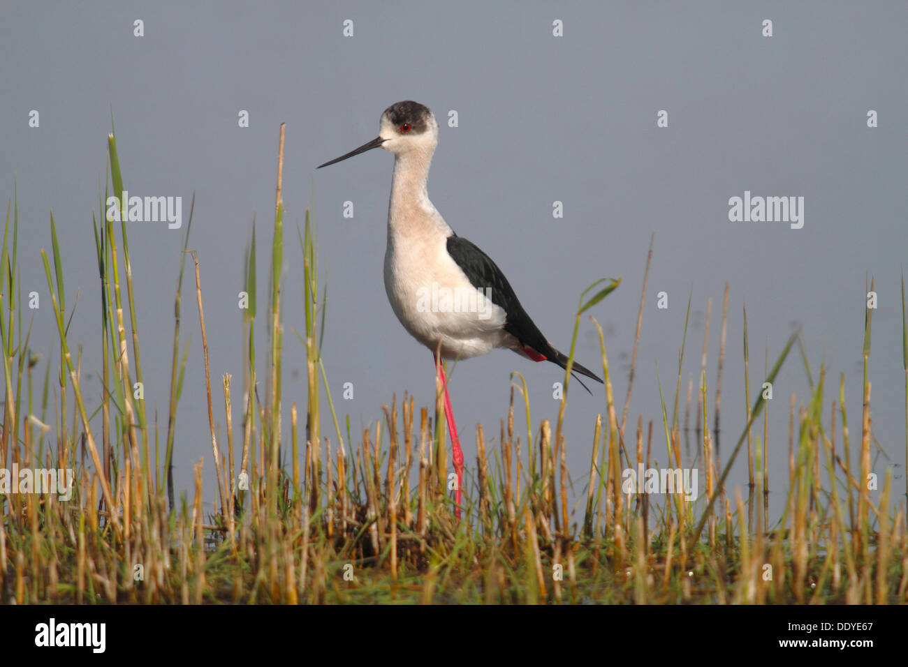 Gleitaar Stelzenläufer, gemeinsame Stelzenläufer oder Pied Stelzenläufer (Himantopus Himantopus), männliche stehend auf Schilf Stockfoto