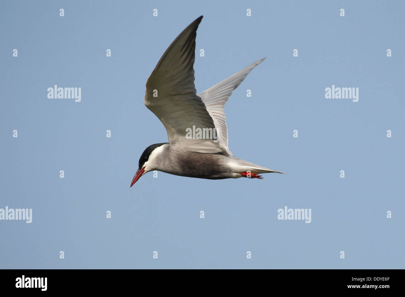 Weissbart-Seeschwalbe (Chlidonias Hybrida) im Flug Stockfoto