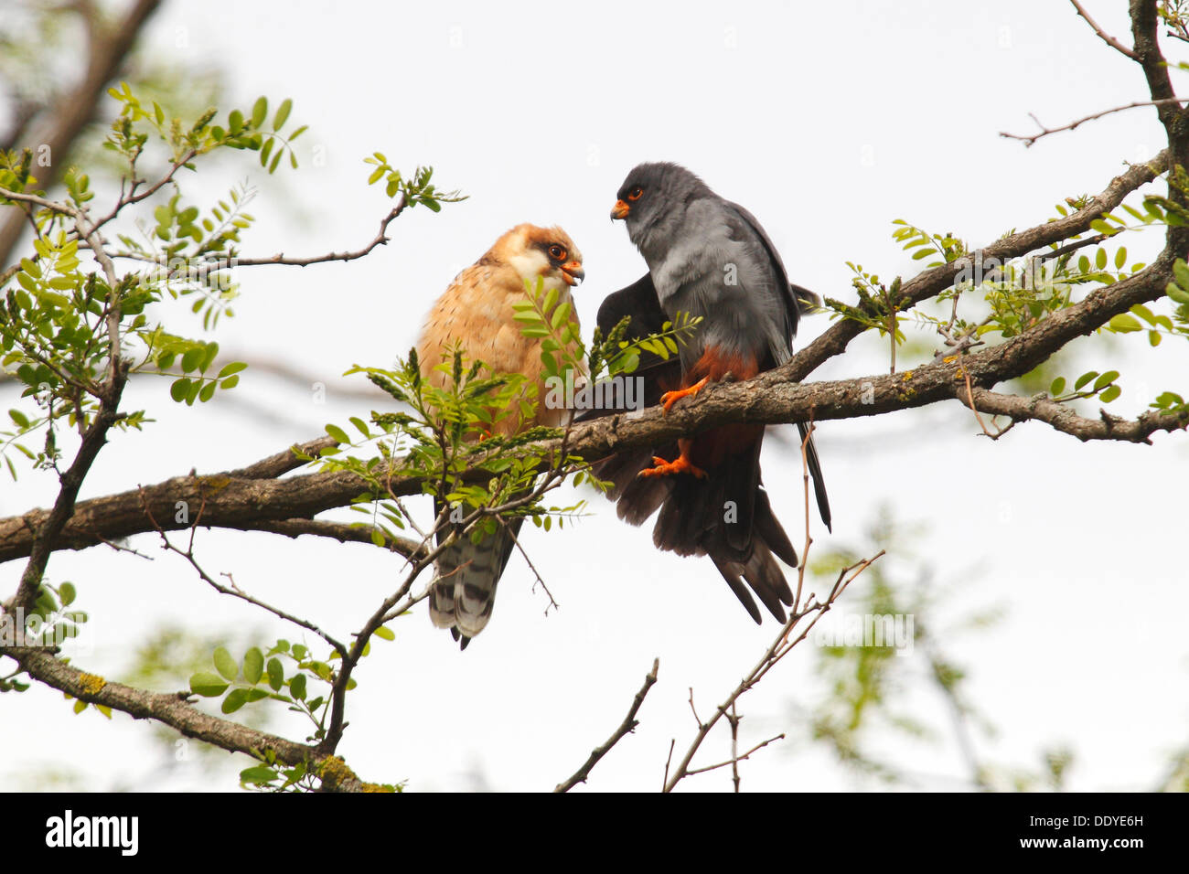 Red-footed Falken (Falco Vespertinus), weibliche und männliche thront auf einem Ast Stockfoto