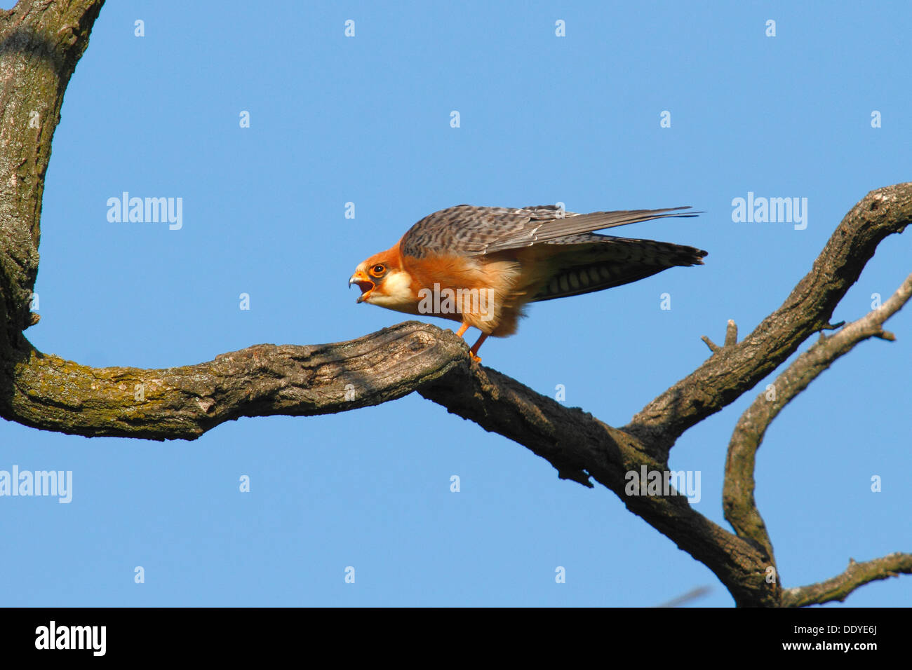 Red-footed Falcon (Falco Vespertinus), thront auf einem Zweig und Berufung weiblich Stockfoto