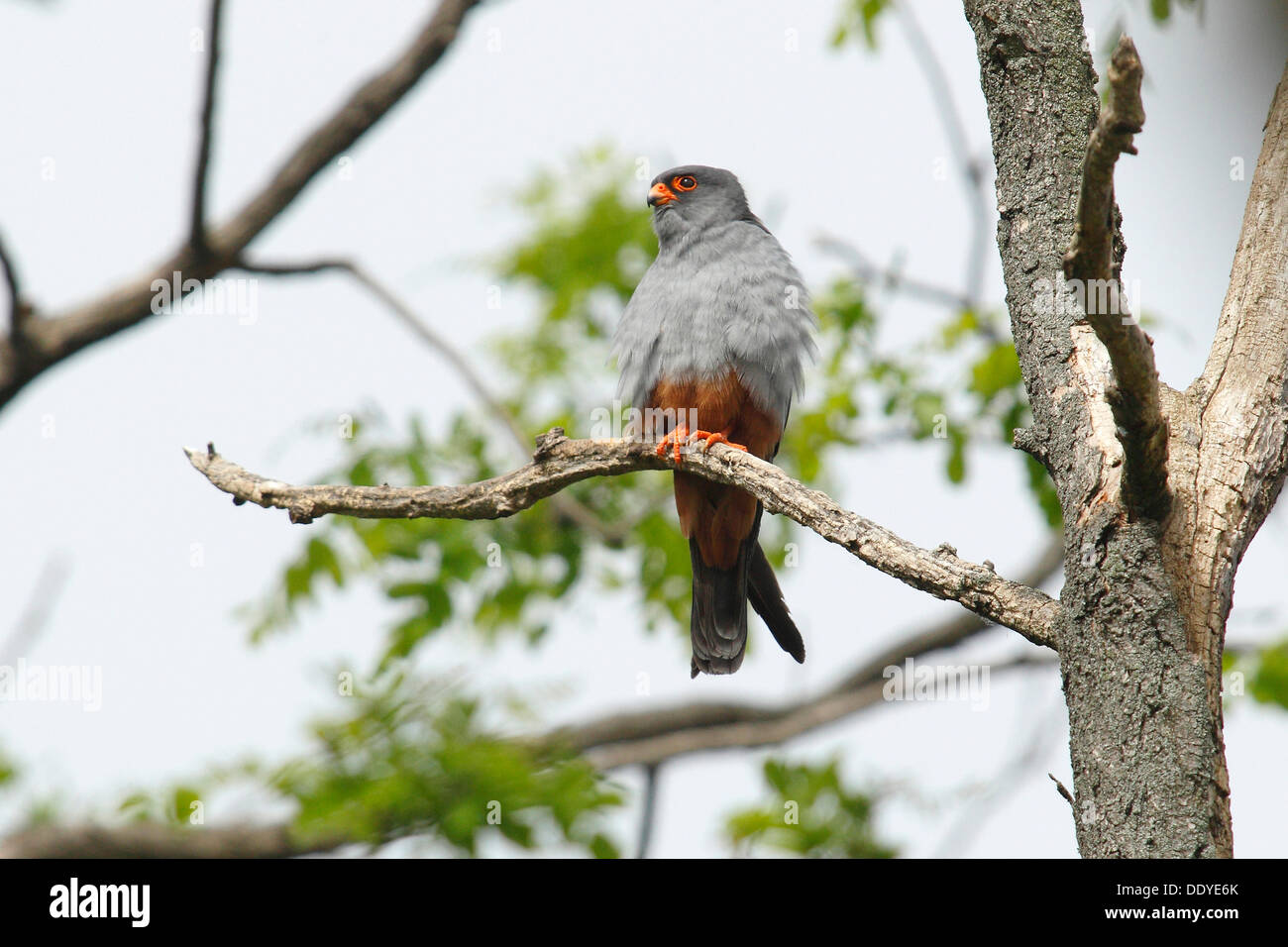 Red-footed Falcon (Falco Vespertinus), thront Männchen auf einem Ast Stockfoto