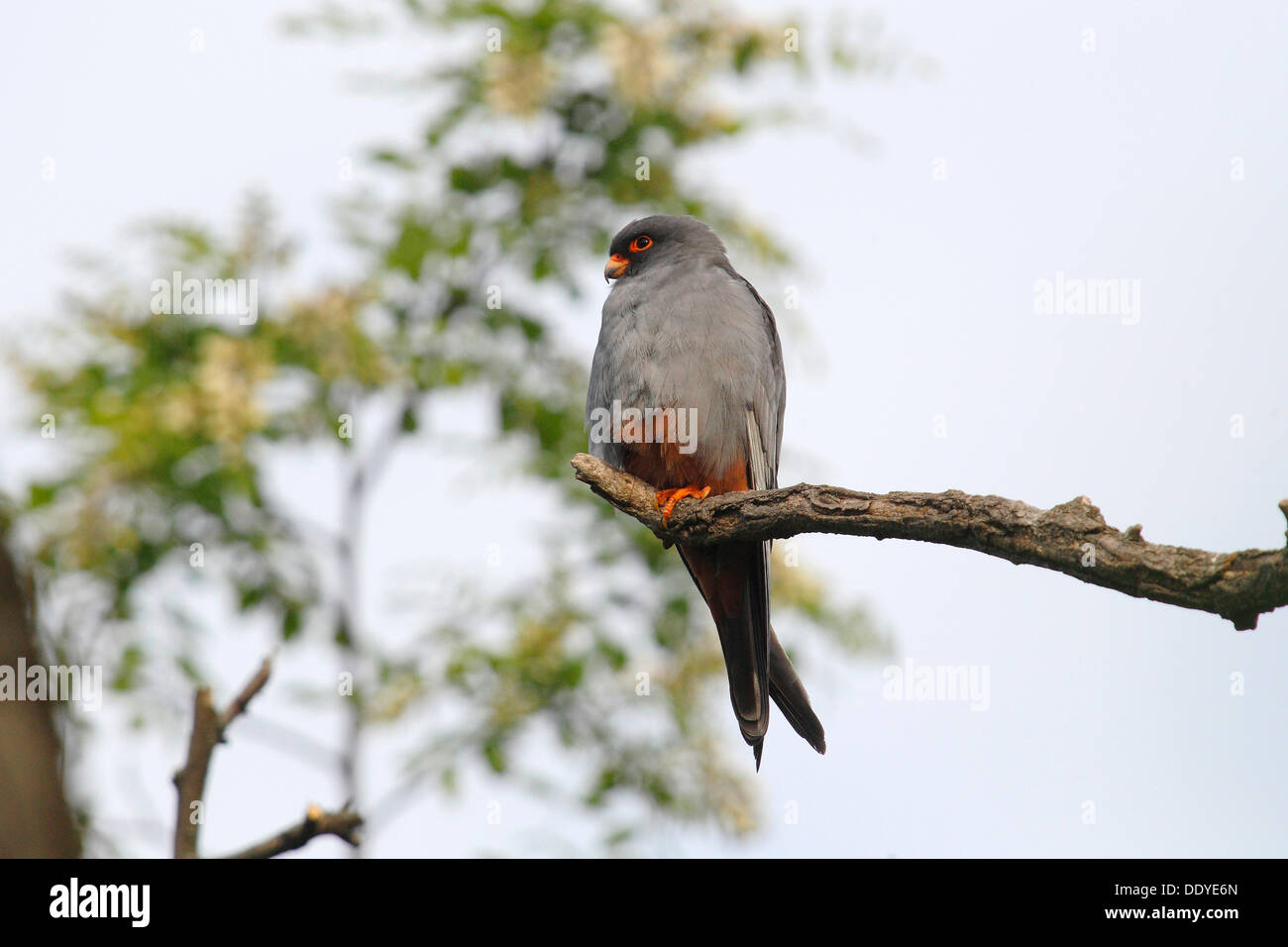 Red-footed Falcon (Falco Vespertinus), thront Männchen auf einem Ast Stockfoto
