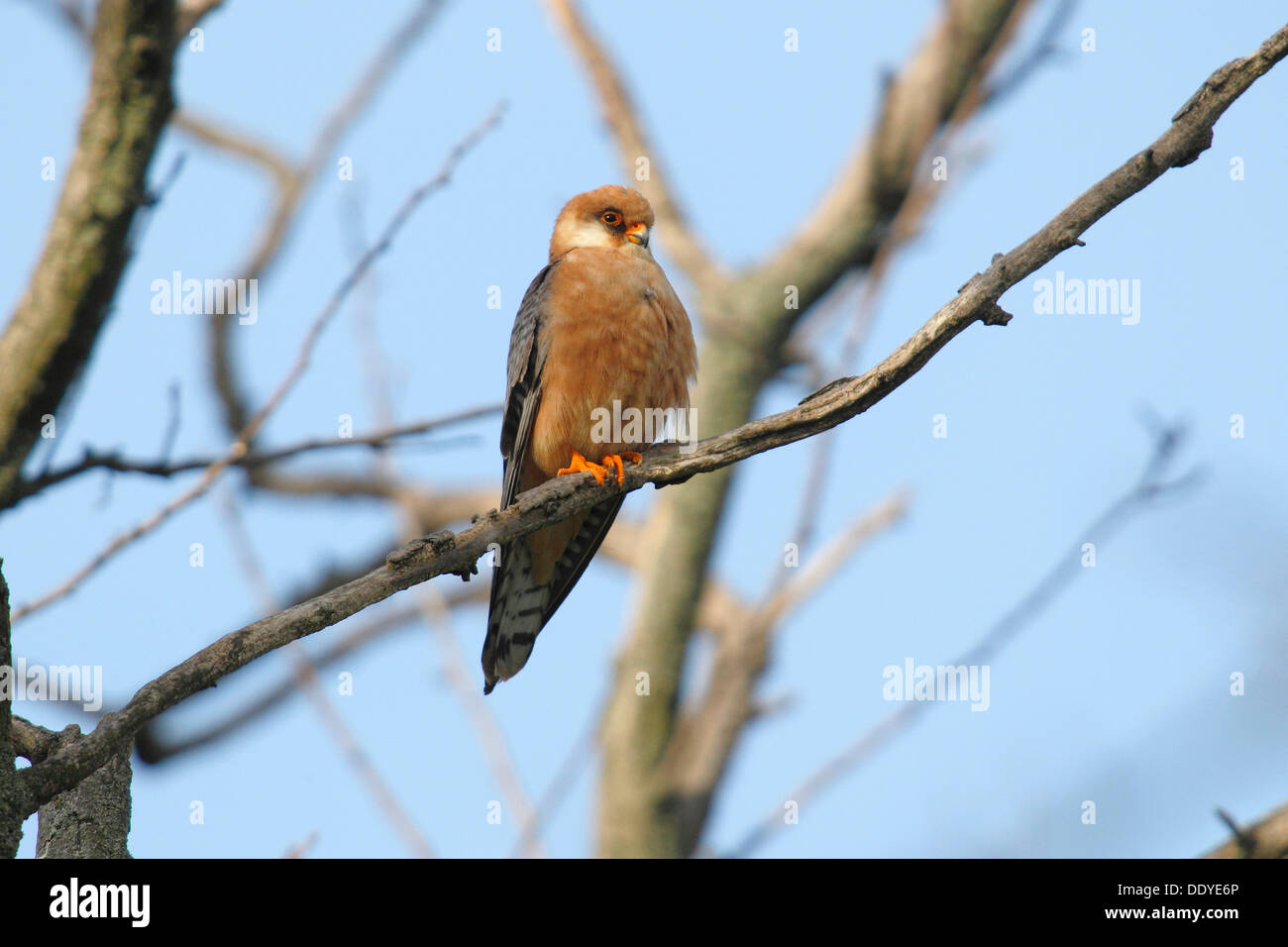 Red-footed Falcon (Falco Vespertinus), thront auf einem Ast weiblich Stockfoto