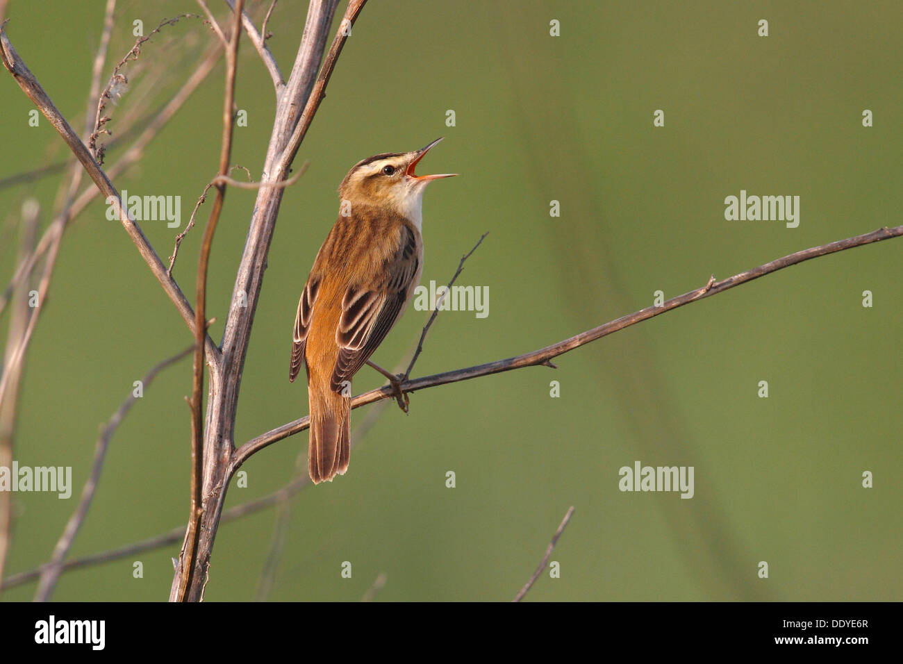 Schilfrohrsänger (Acrocephalus Schoenobaenus), thront auf einem Zweig, singen Stockfoto