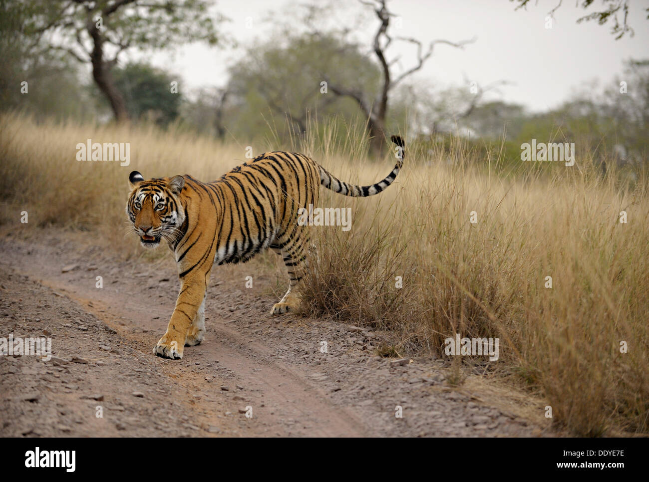 Tiger (Panthera Tigris) zu Fuß auf einem Waldweg in Ranthambhore an einem nebligen Morgen, Rajasthan, Indien, Asien Stockfoto