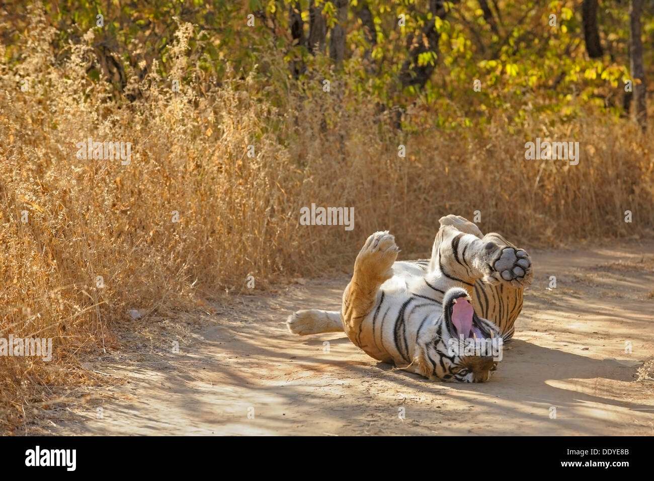 Tiger (Panthera Tigris) Rollen auf dem Rücken auf einen Waldweg Stockfoto
