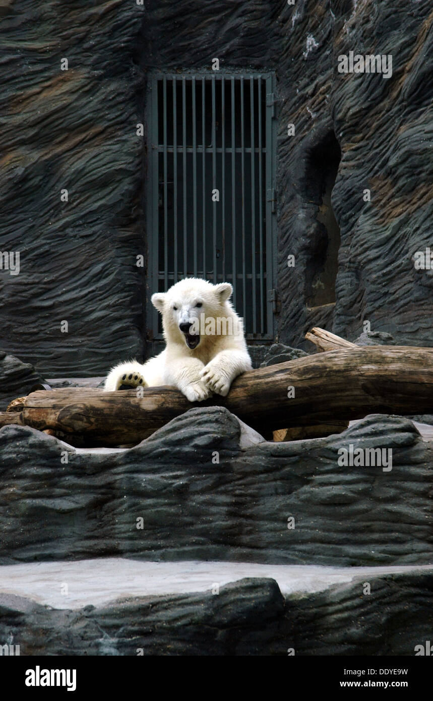 Junge Polar bear klettern einen Stamm in einer Troja Zoo Prag Tschechische Republik Stockfoto