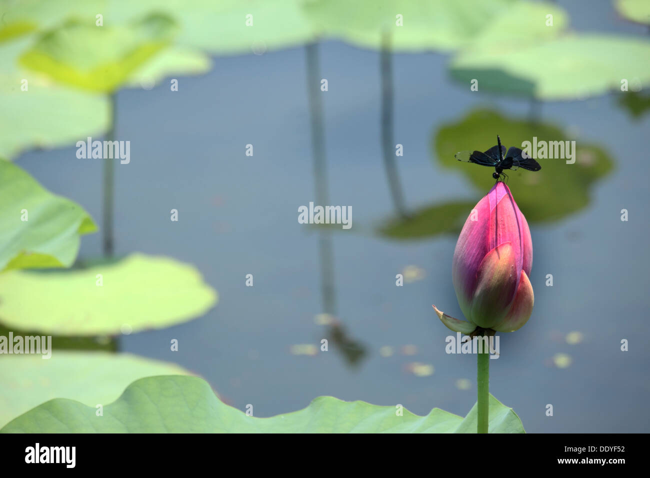 Libelle auf lotus Stockfoto