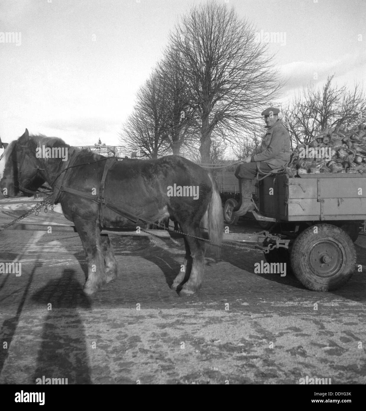 Bringen Sie eine Last von Zuckerrüben in der Zuckerfabrik in Arlöv, Scania, Schweden, c 1940 s (?). Artist: Otto Ohm Stockfoto