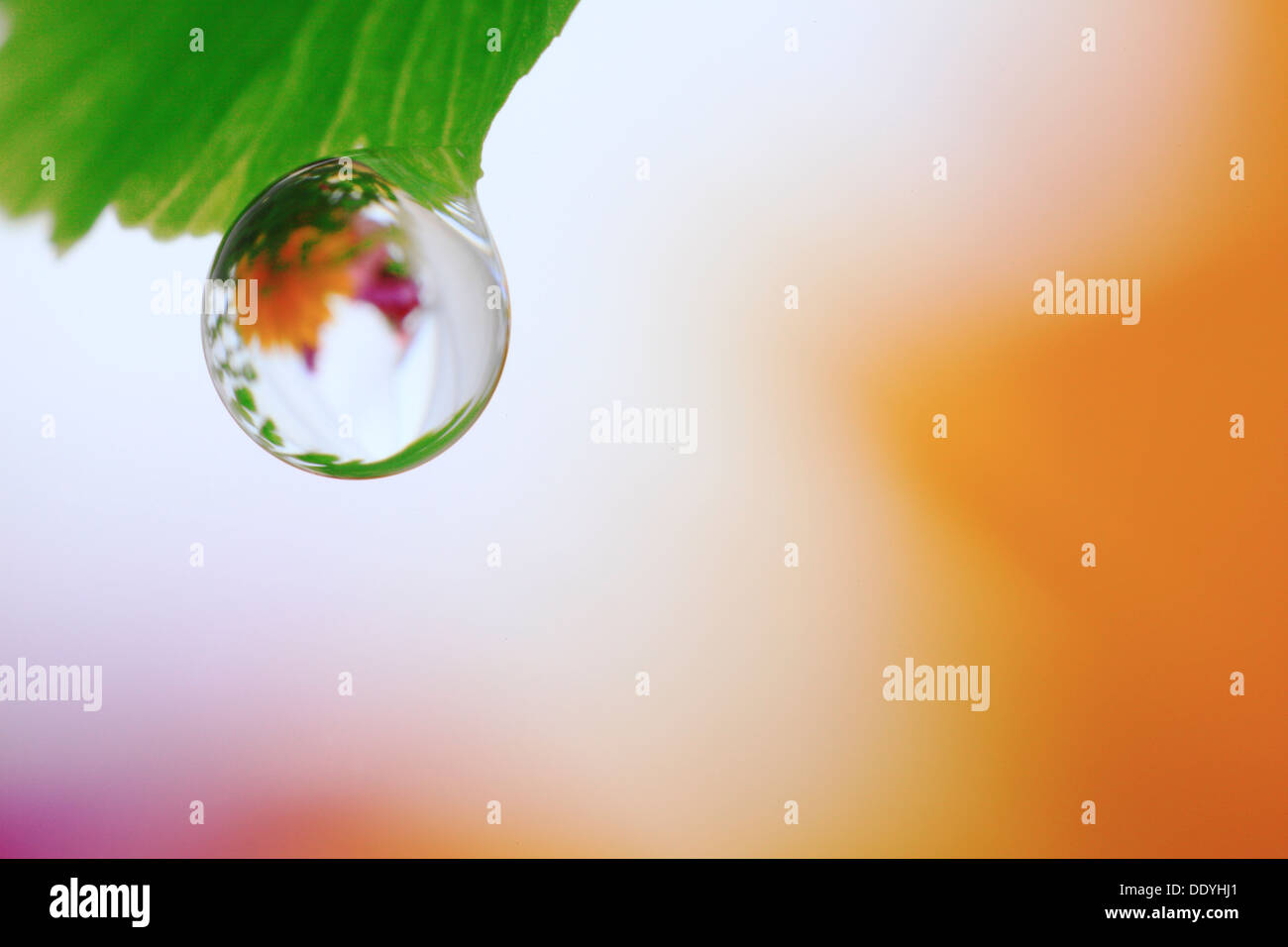 Wassertropfen auf Blatt Stockfoto