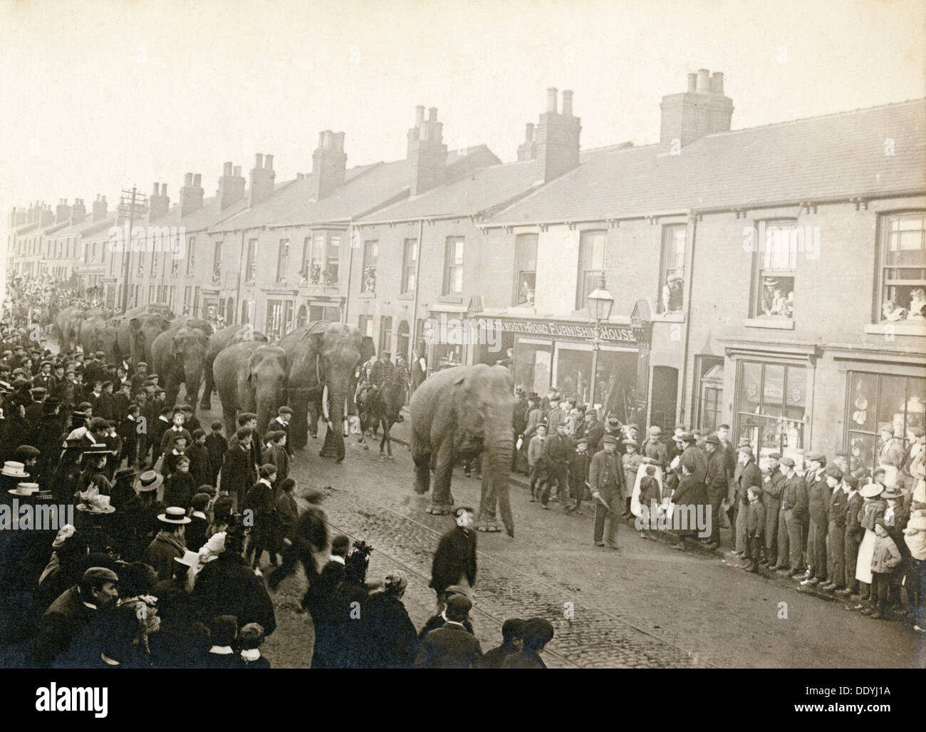 Parade der Barnum und Bailey Zirkus Elefanten, Chesterfield, Derbyshire, 1899. Artist: Unbekannt Stockfoto