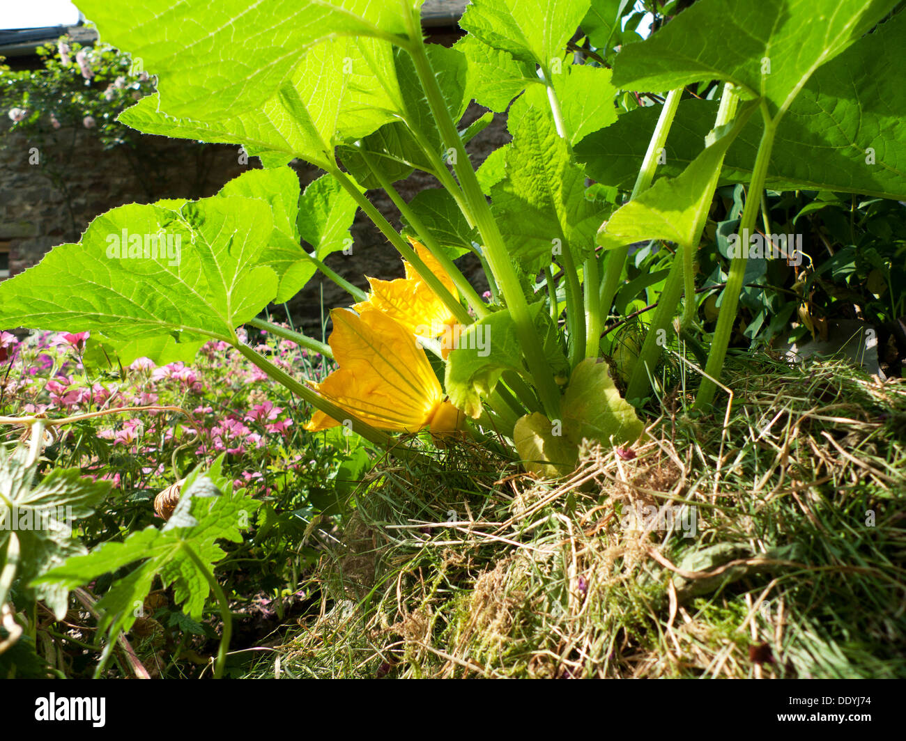 Mulch eine gelbe Zucchini Pflanze zu schützen und verhindert Feuchtigkeitsverlust im heißen Sommer Wetter 2013 Wales UK KATHY DEWITT Stockfoto