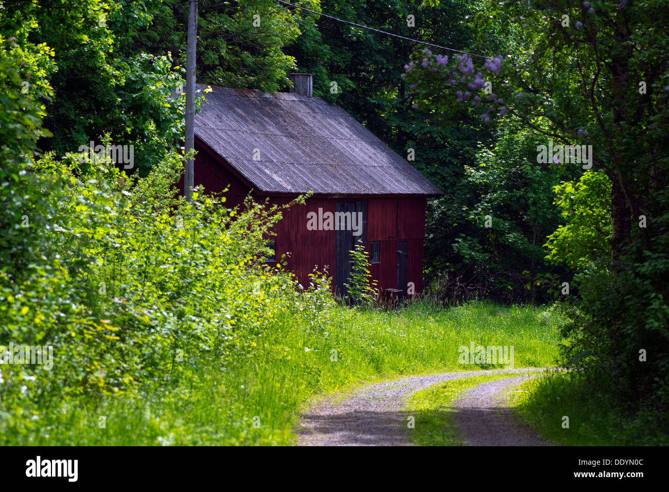 Forststraße in der schwedischen Landschaft Stockfoto