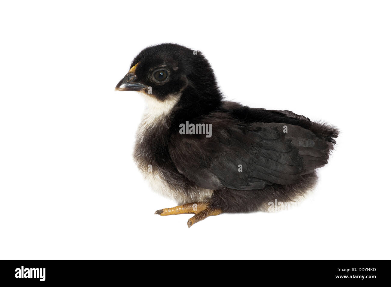 Bantam oder Chabo, Küken, Schwaz, Tirol, Österreich Stockfoto