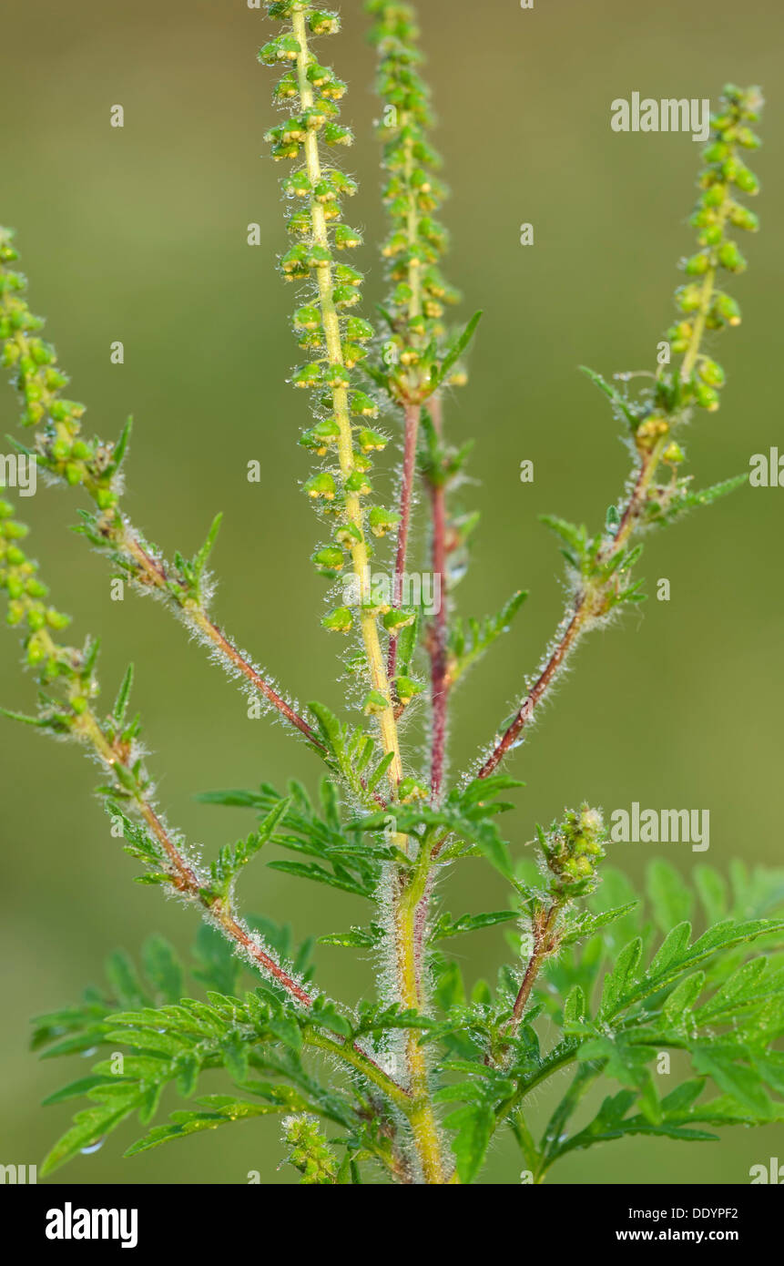 Beifußblättrige Ambrosie (Ambrosia Artemisiifolia) Stockfoto