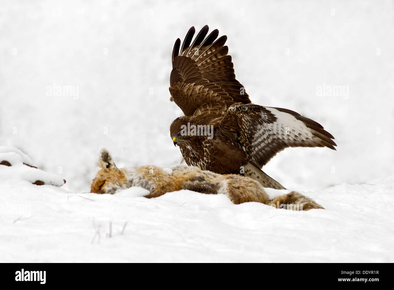 Bussard (Buteo Buteo), Fütterung auf Kadaver eines Fuchses Stockfoto