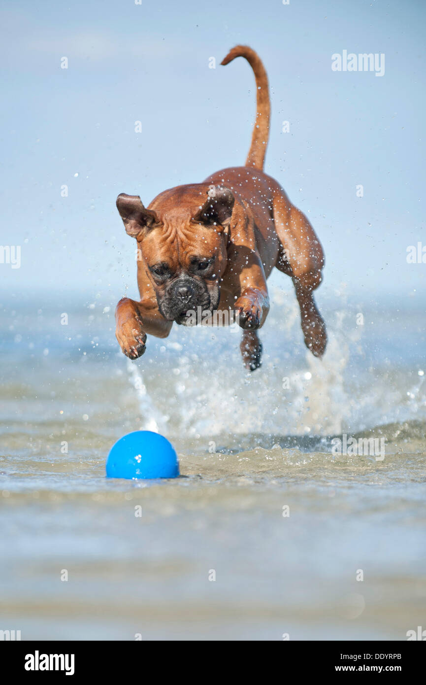 Boxer zu spielen mit einem Ball im Wasser, Ostsee, Mecklenburg-Vorpommern Stockfoto