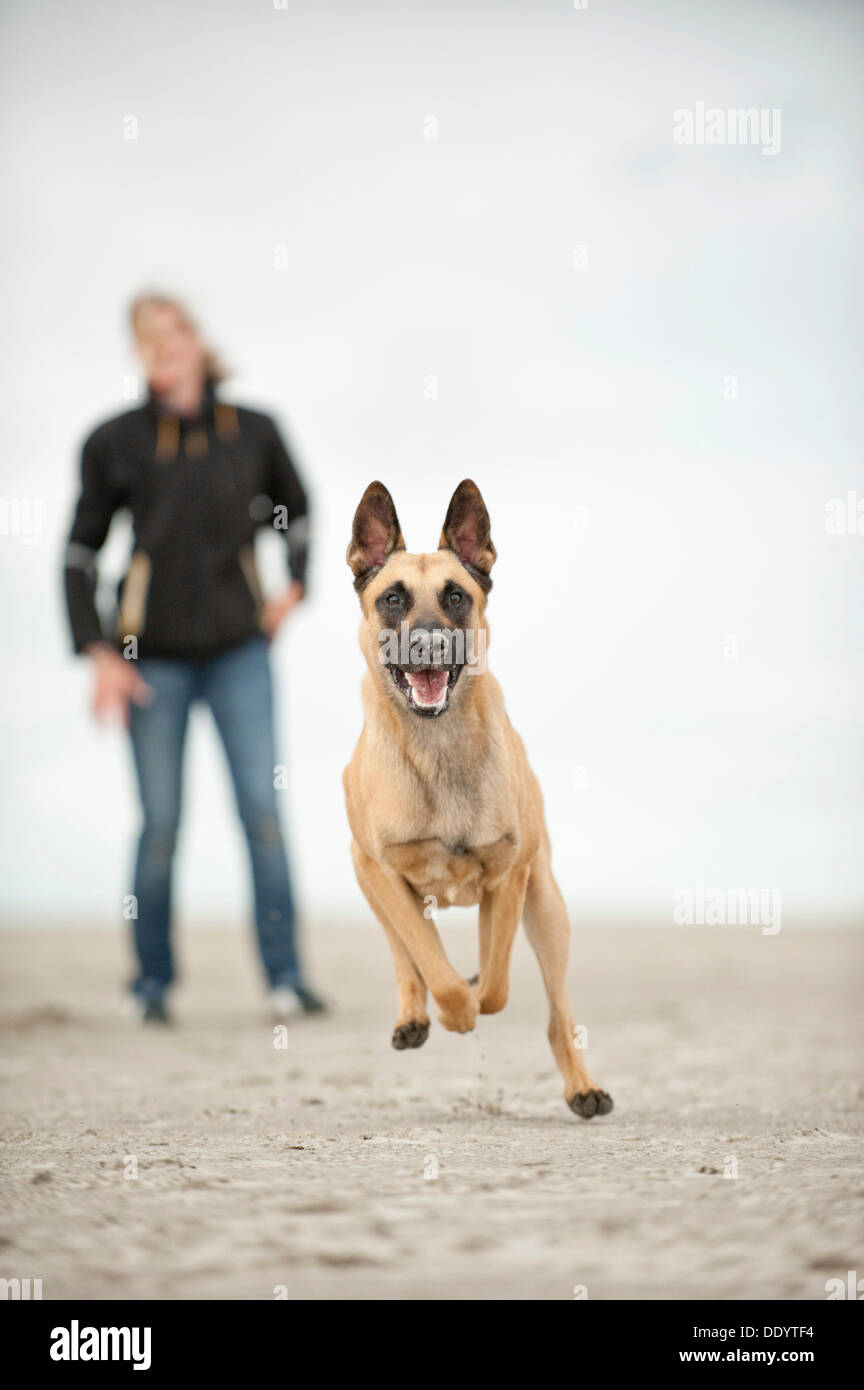 Hollandse Herdershond, Holländischer Schäferhund laufen am Strand, Hund Besitzer gerade von hinten, Sankt Peter-Ording Stockfoto