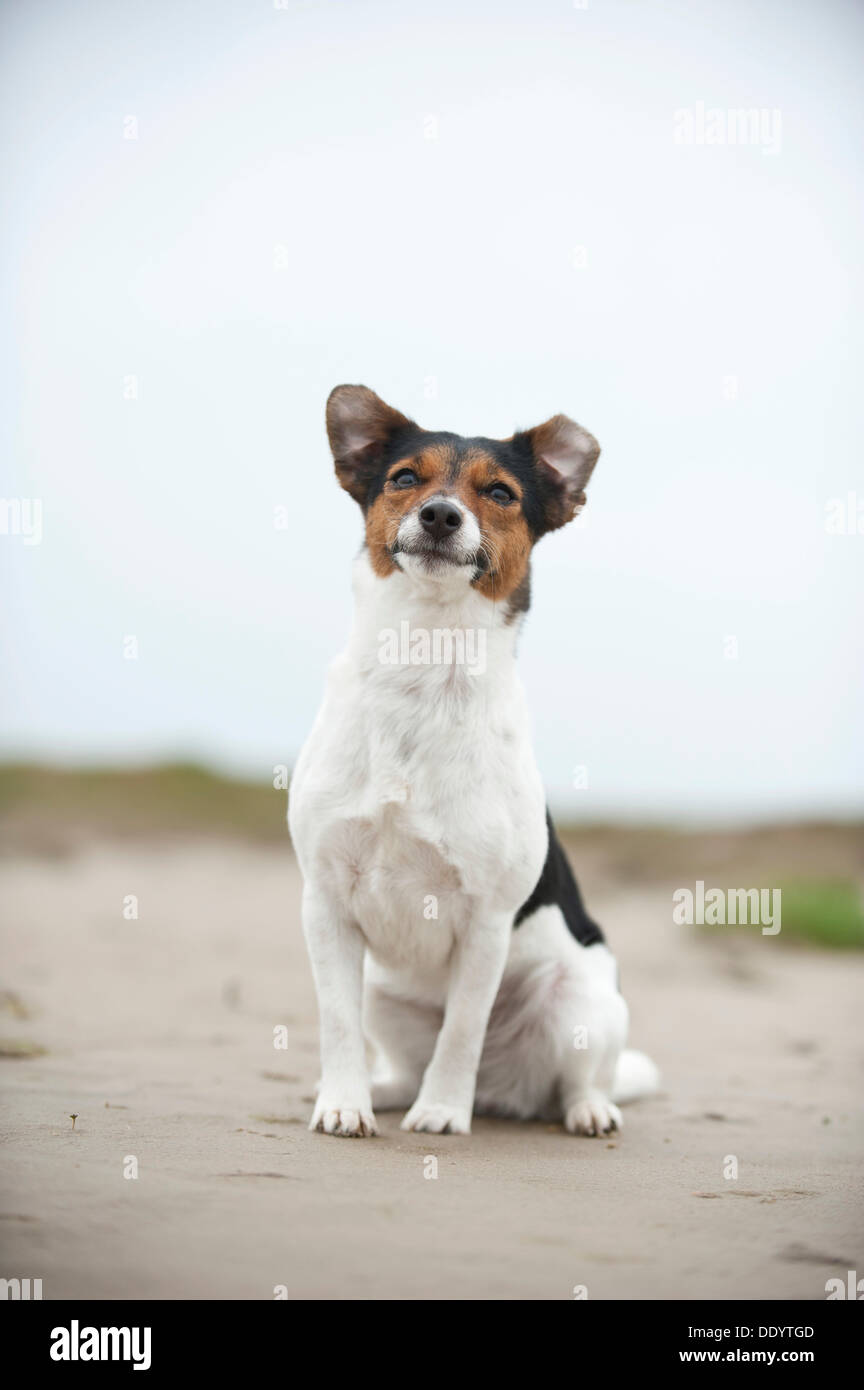 Jack Russell Terrier, sitzend Stockfoto