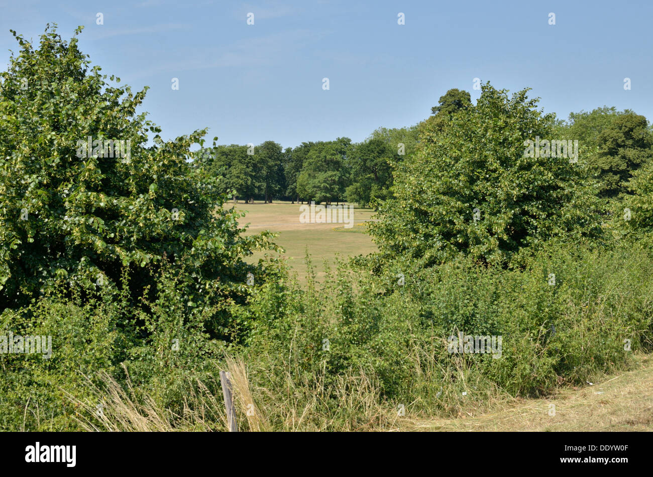 Der alte Wildpark, Richmond, London, UK. Stockfoto