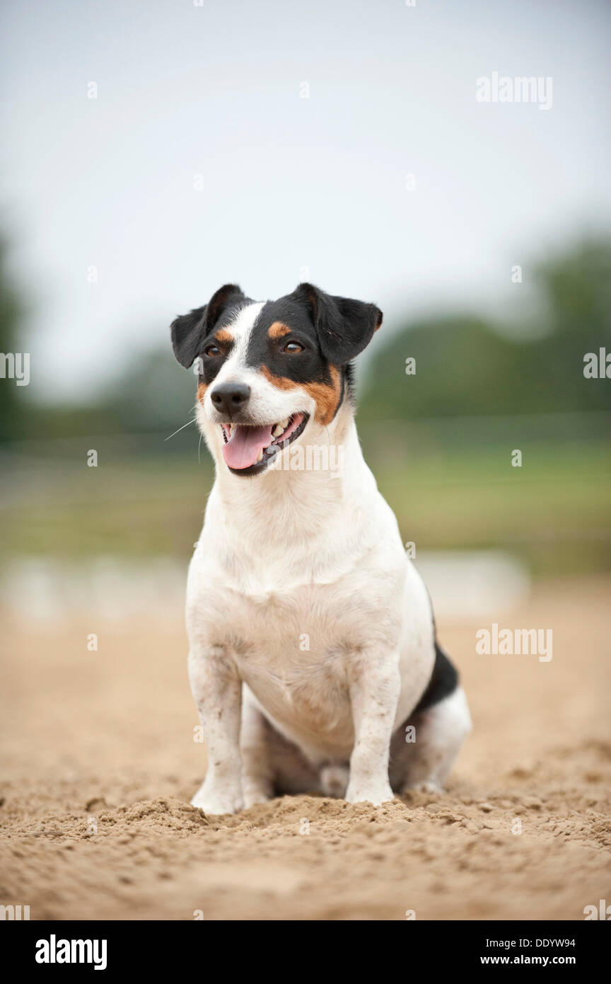 Jack Russell Terrier, sitzend Stockfoto