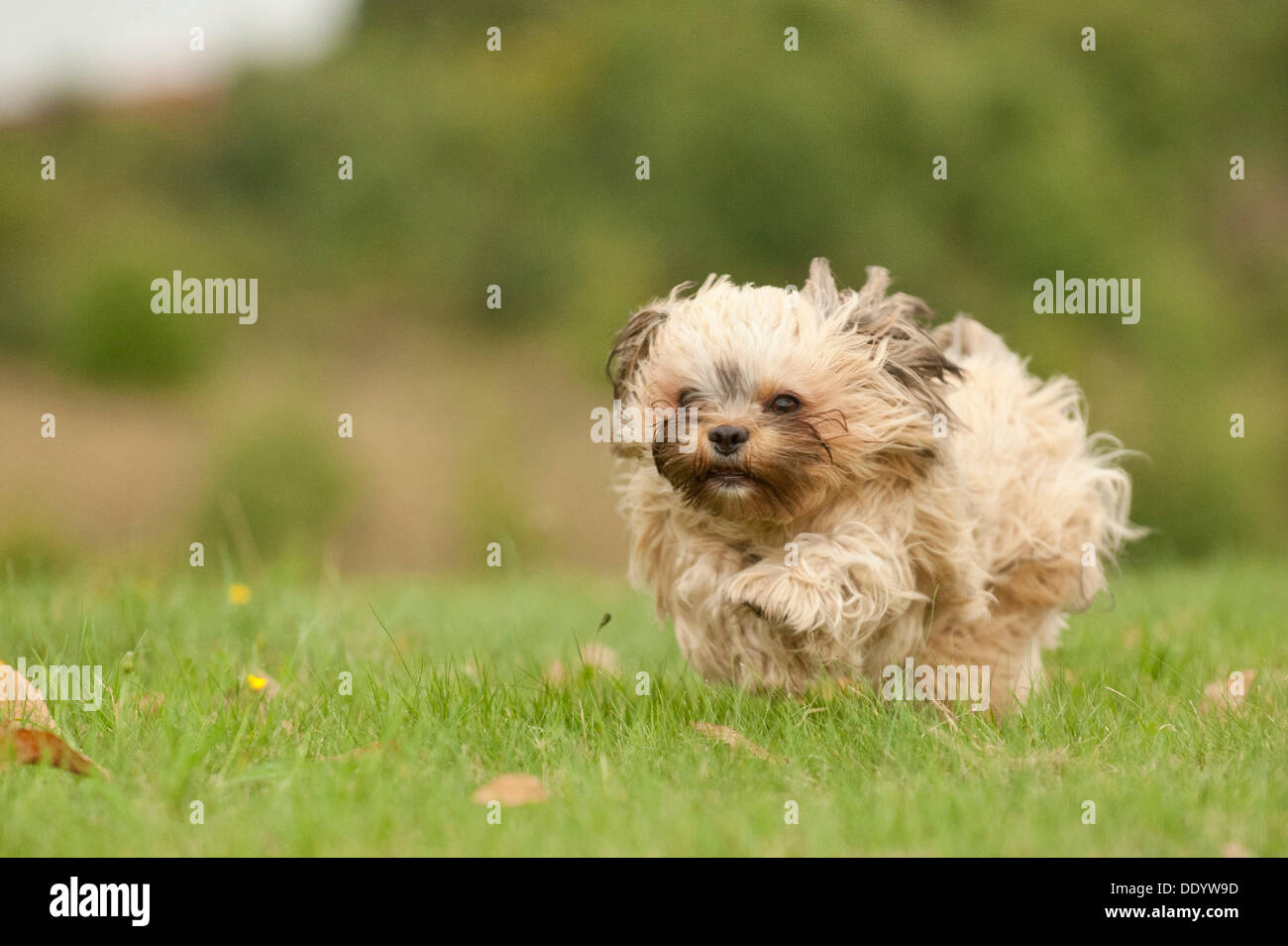 Bolonka Zwetna oder farbige Schoßhund quer über eine Wiese Stockfoto