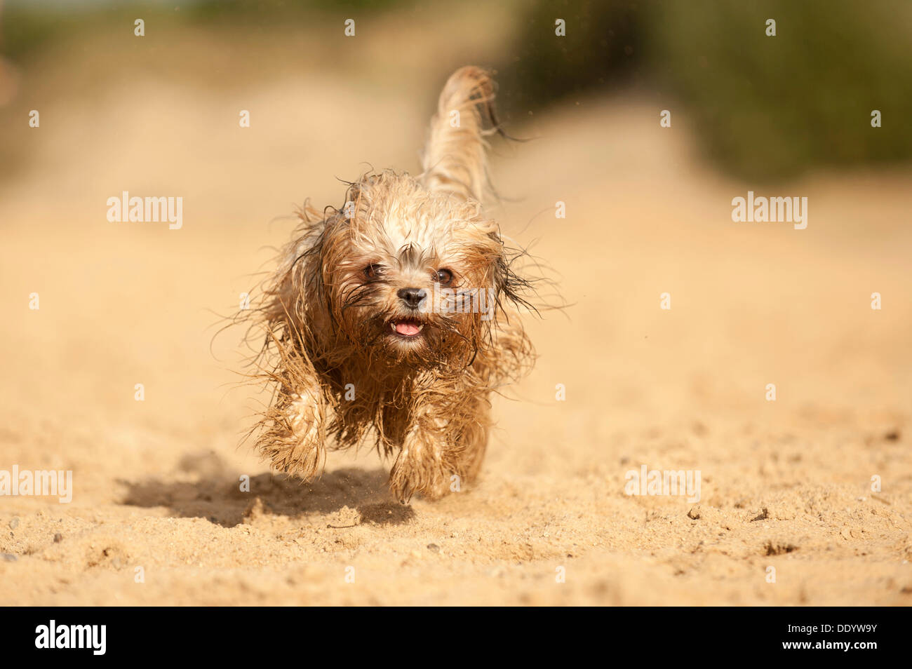 Im Galopp nass Bolonka Zwetna oder farbige Schoßhund Stockfoto