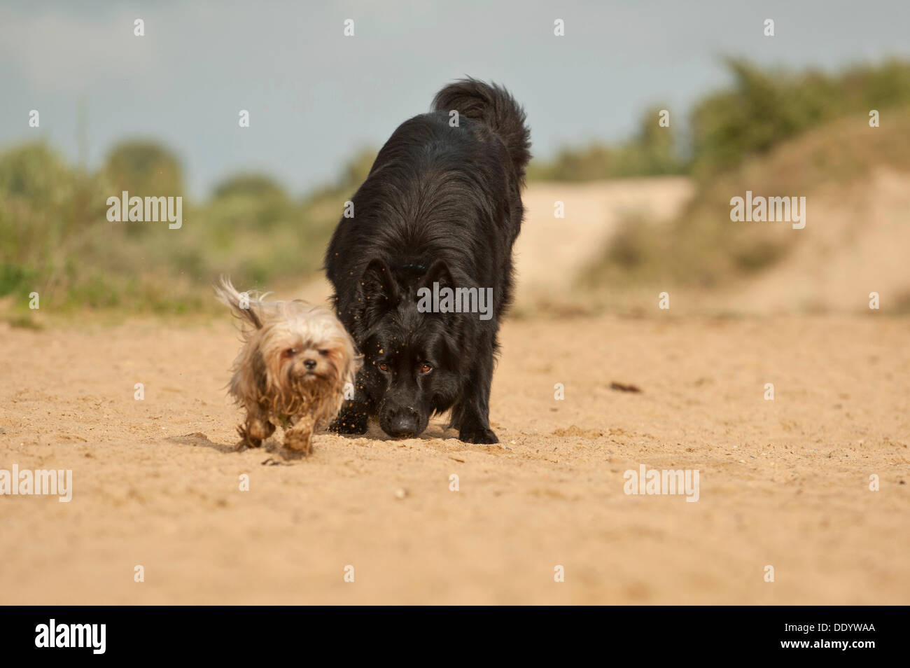 Deutscher Schäferhund nach einem Bolonka Zwetna oder farbige Schoßhund Stockfoto