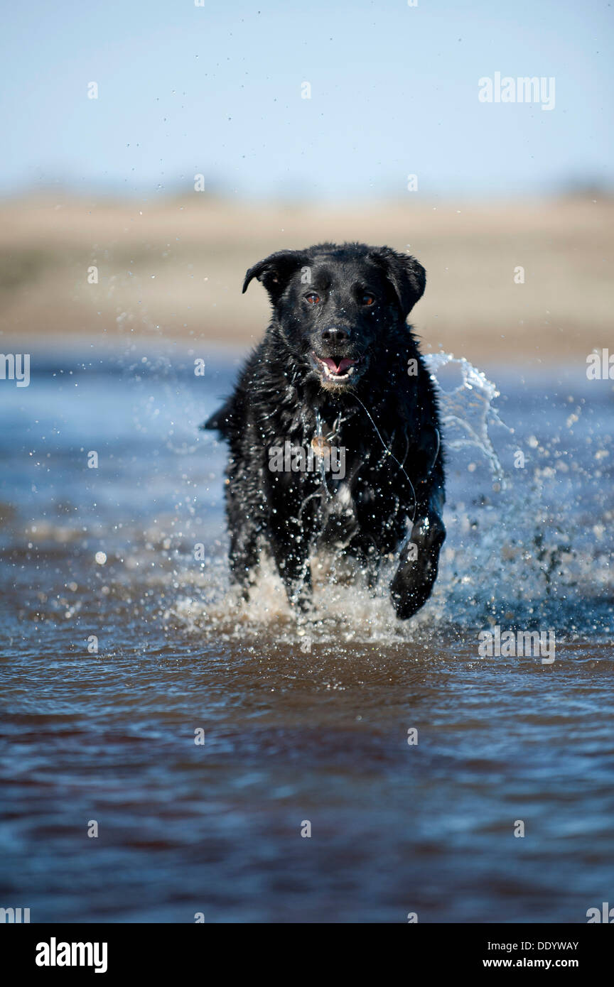Mischling Hund läuft durch Wasser Stockfoto