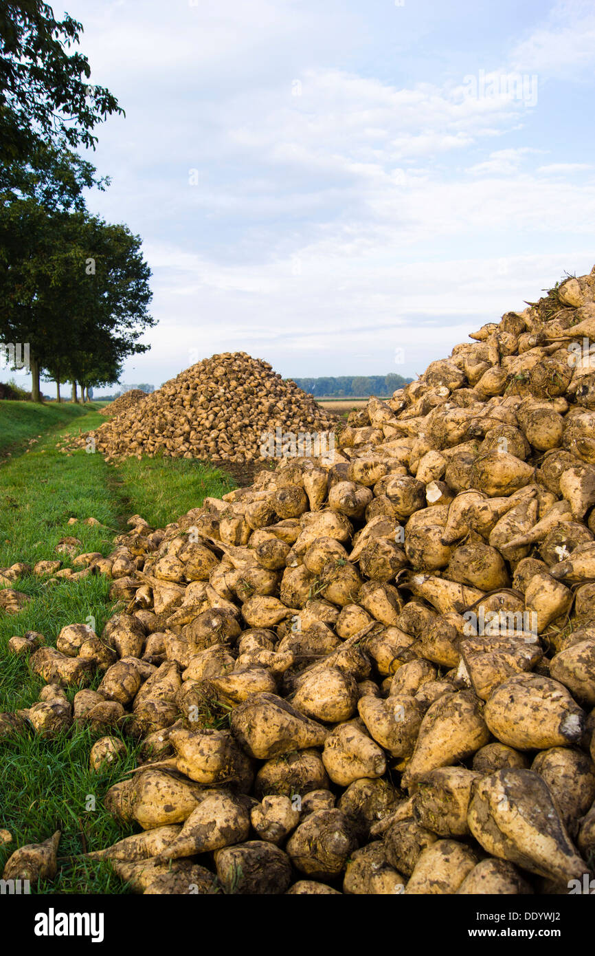Haufen von Zuckerrüben in einem Feld Stockfoto