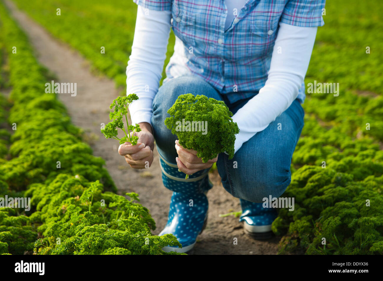 Frau, die Ernte Petersilie in einem Feld Stockfoto