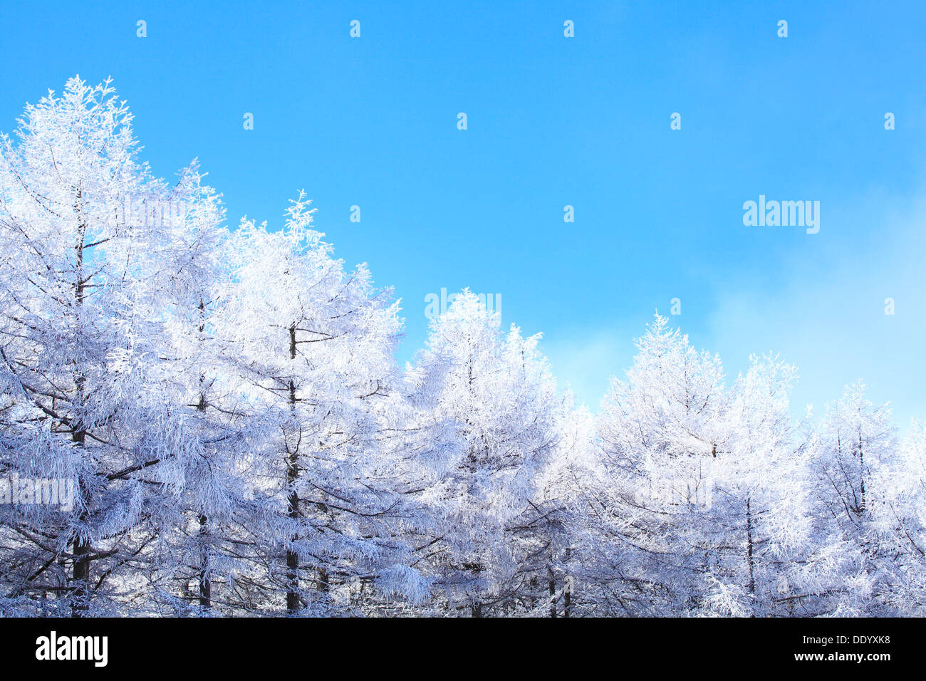 Rimed Lärchenwald und Himmel, Präfektur Nagano Stockfoto