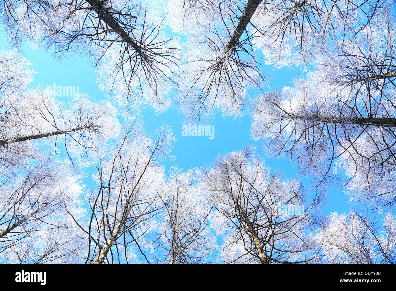 Rimed Lärchenwald und Himmel, Präfektur Nagano Stockfoto