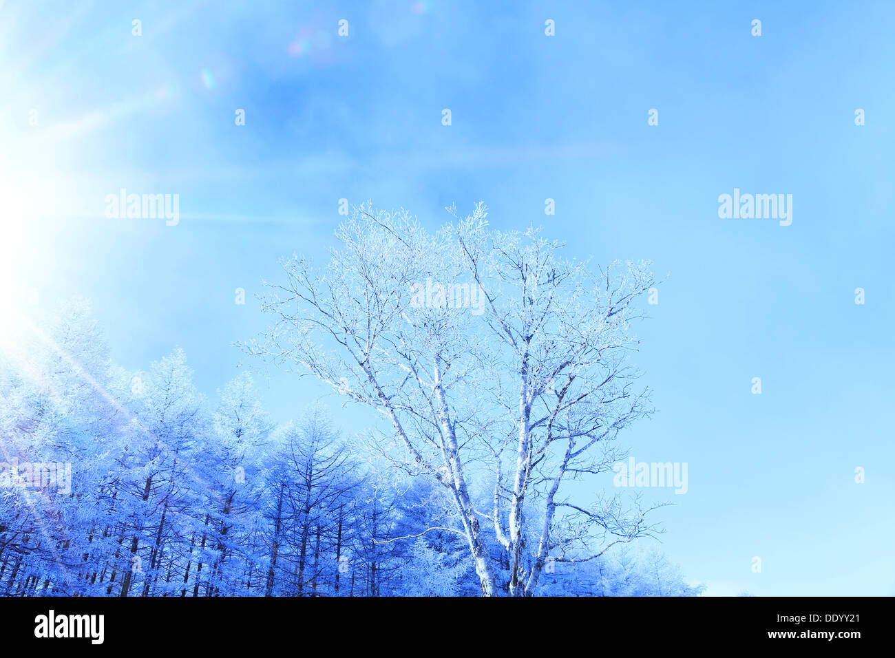 Rimed Wald und Himmel, Präfektur Nagano Stockfoto