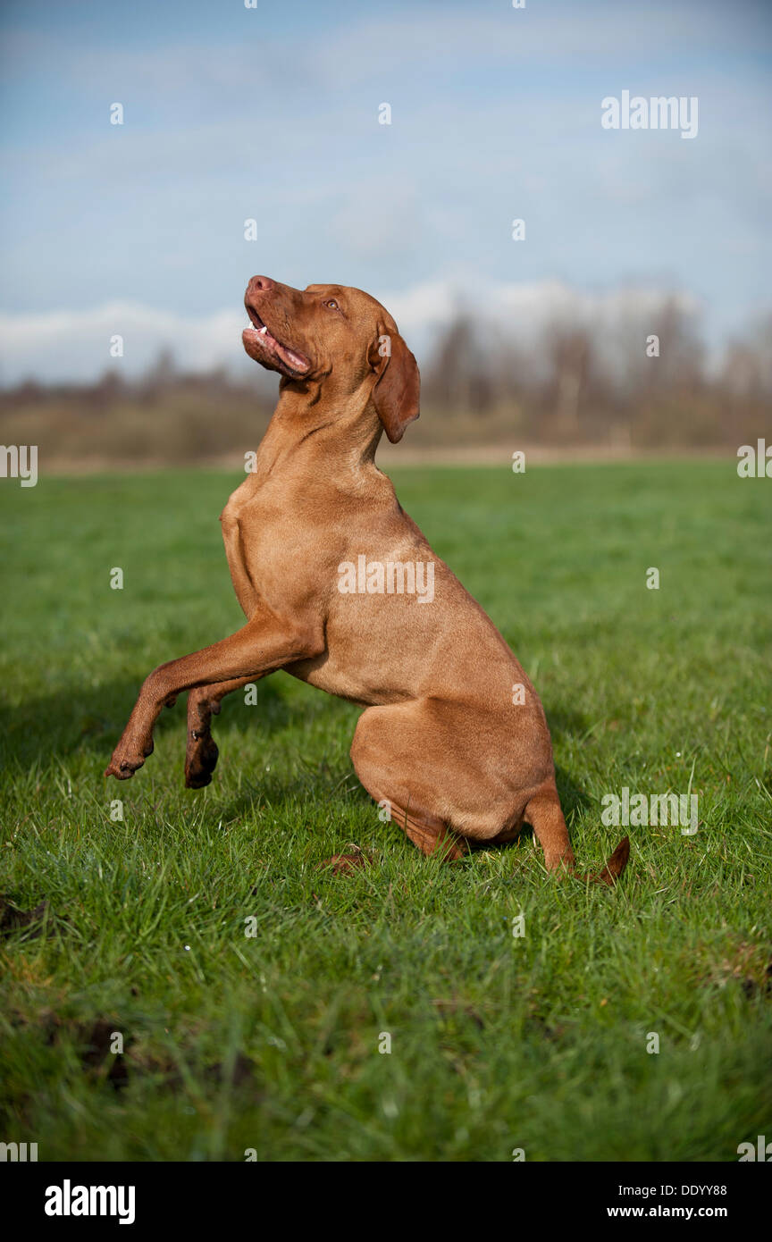 Magyar Vizsla Hund auf einer Wiese Stockfoto