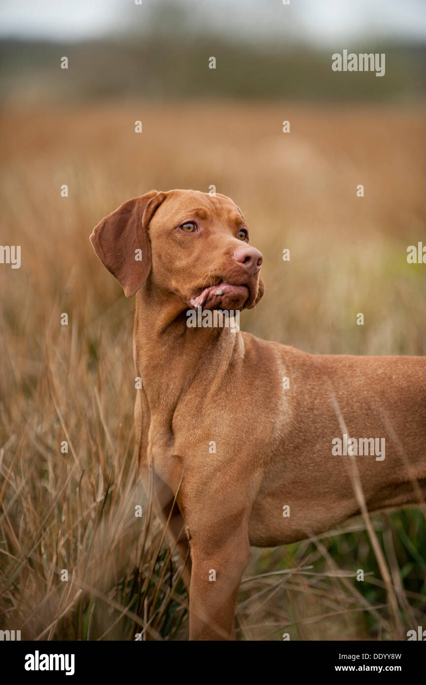 Magyar Vizsla Hund auf einer Wiese Stockfoto