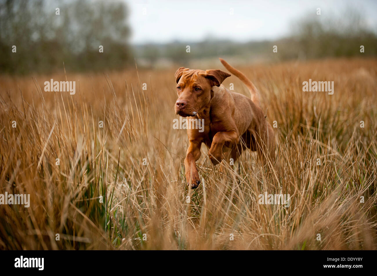 Magyar Vizsla Hund springen auf einer Wiese Stockfoto