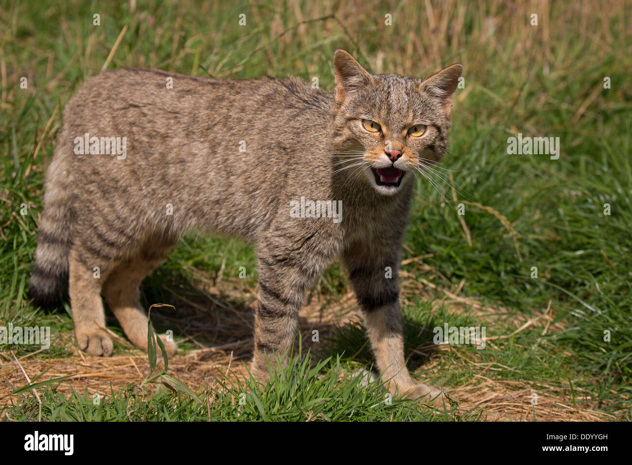 Schottische Wildkatze Stockfoto