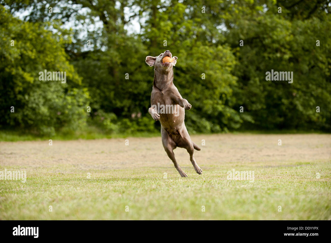 Labrador Retriever einen Ball fangen Stockfoto