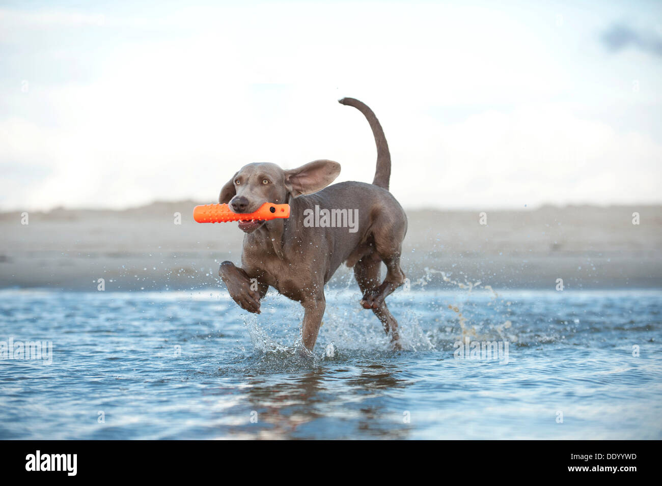Weimaraner, die eine Spielzeug aus dem Wasser holen Stockfoto