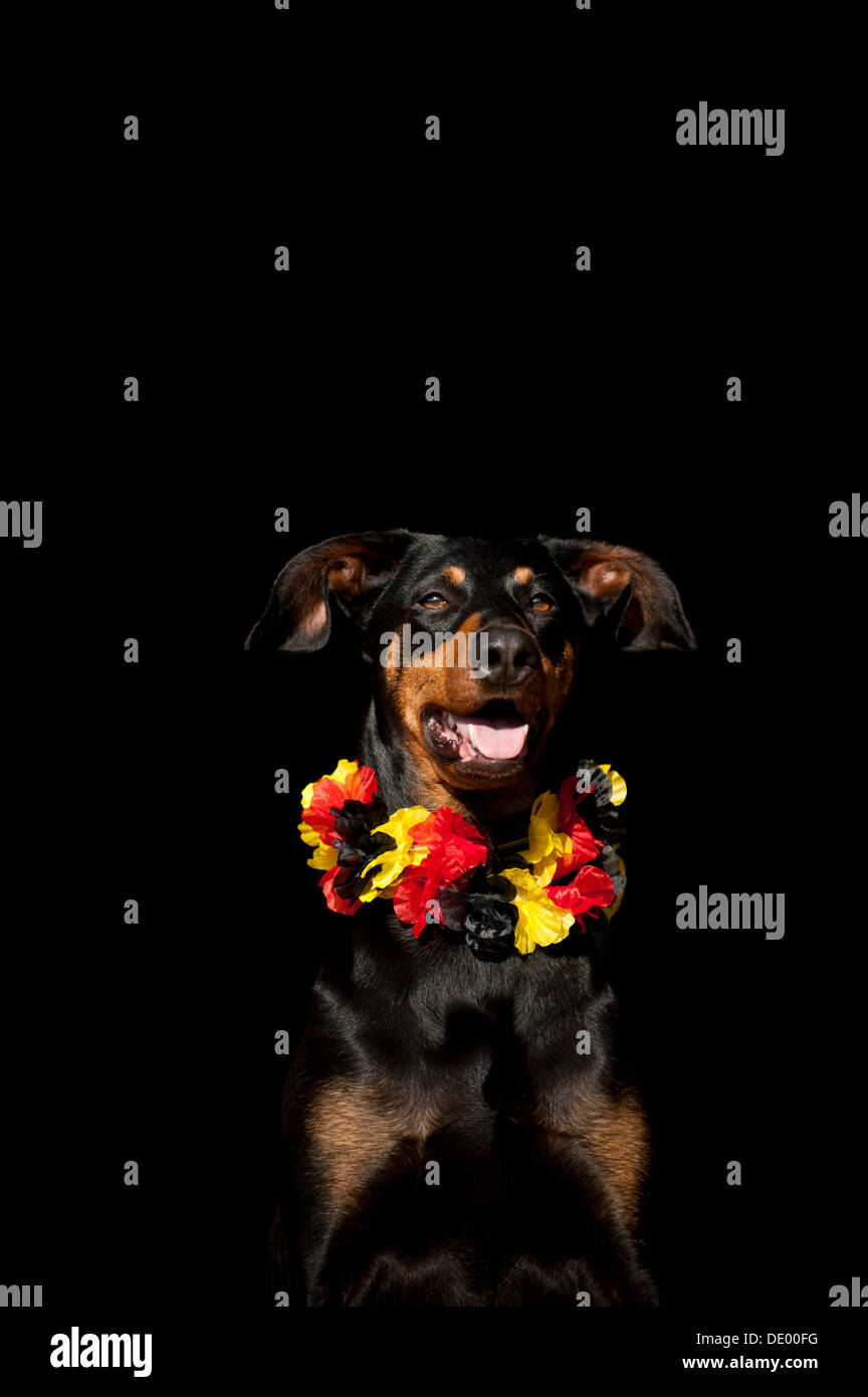 Dobermann, Porträt trägt eine Girlande schwarze-rote-gold Stockfoto