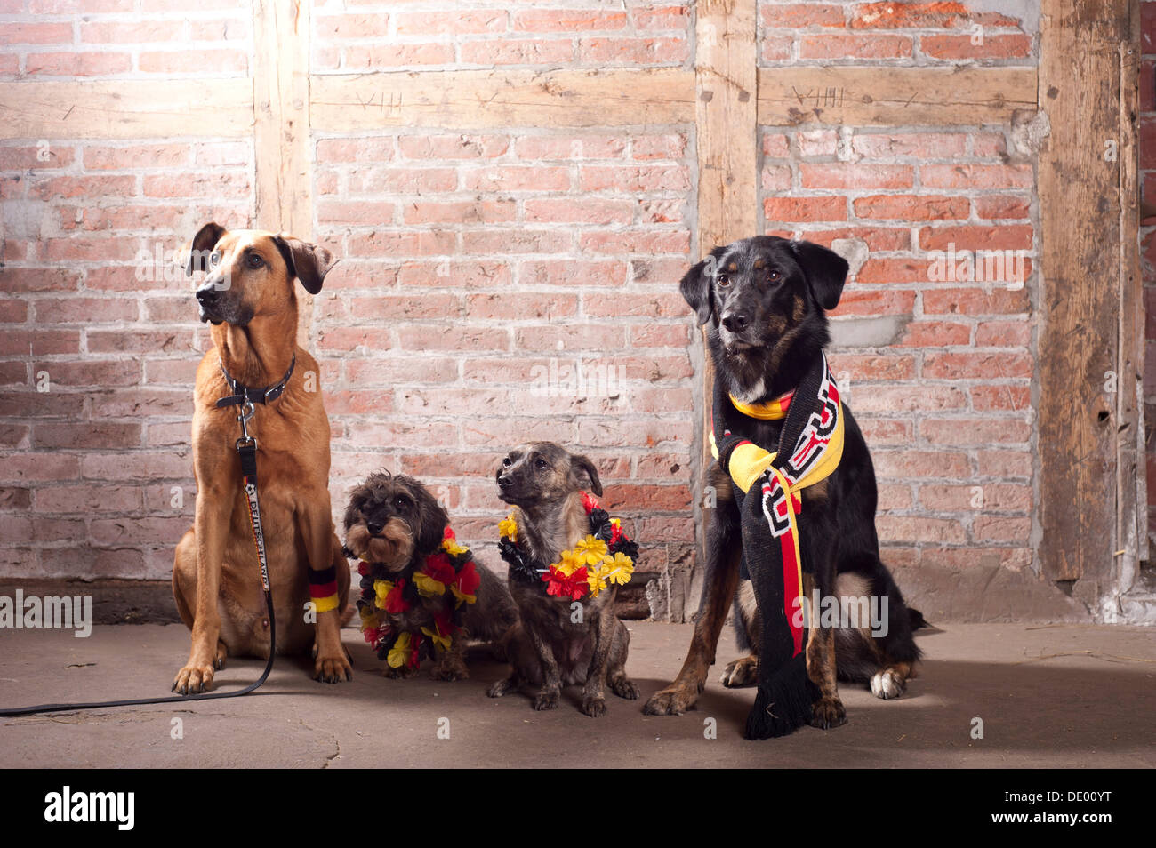 4 Hunde tragen Outfits in den deutschen Nationalfarben, schwarz-rot-gold Stockfoto