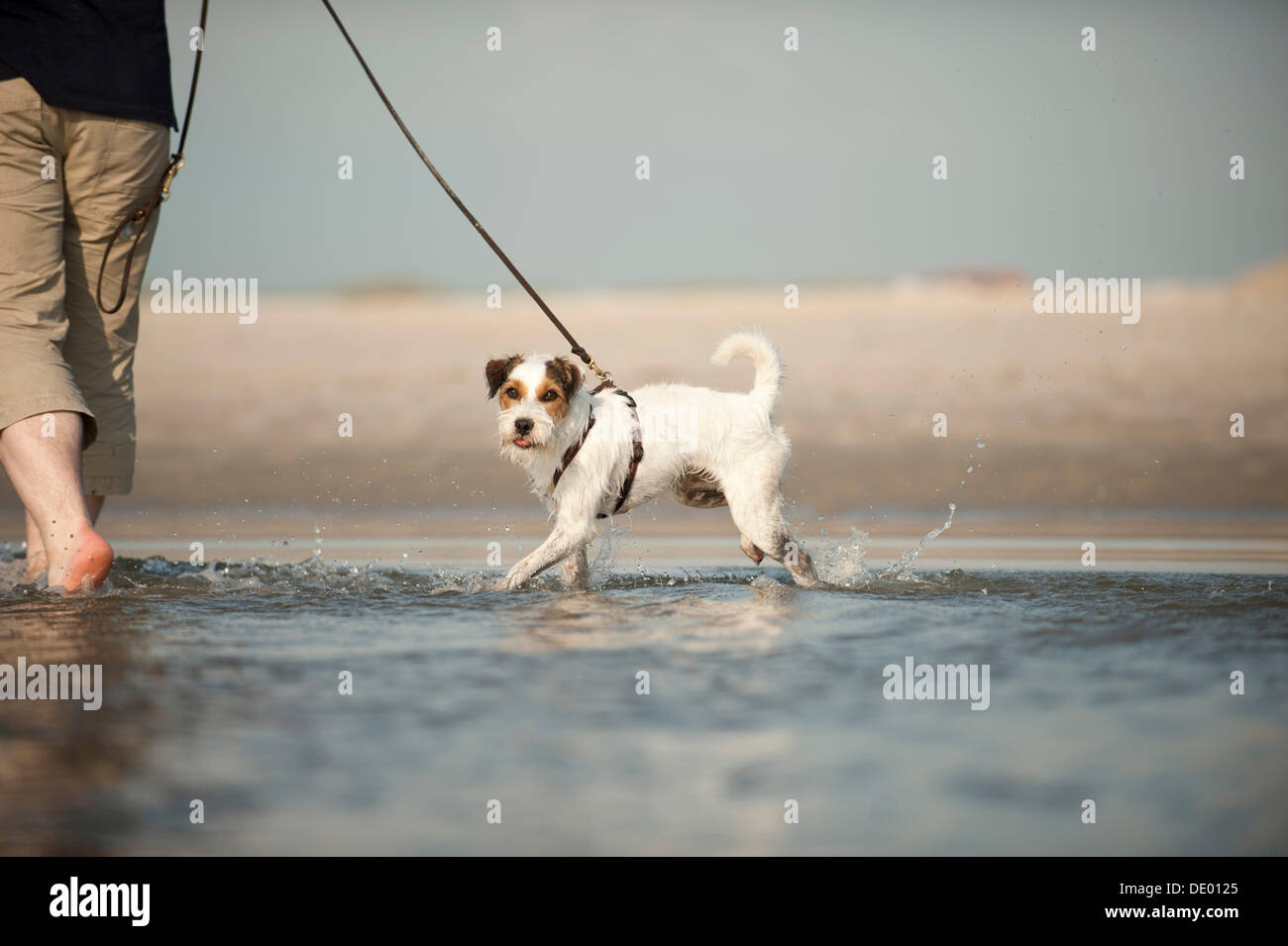 Parson Russell Terrier zu Fuß an der Leine durch das Wasser Stockfoto