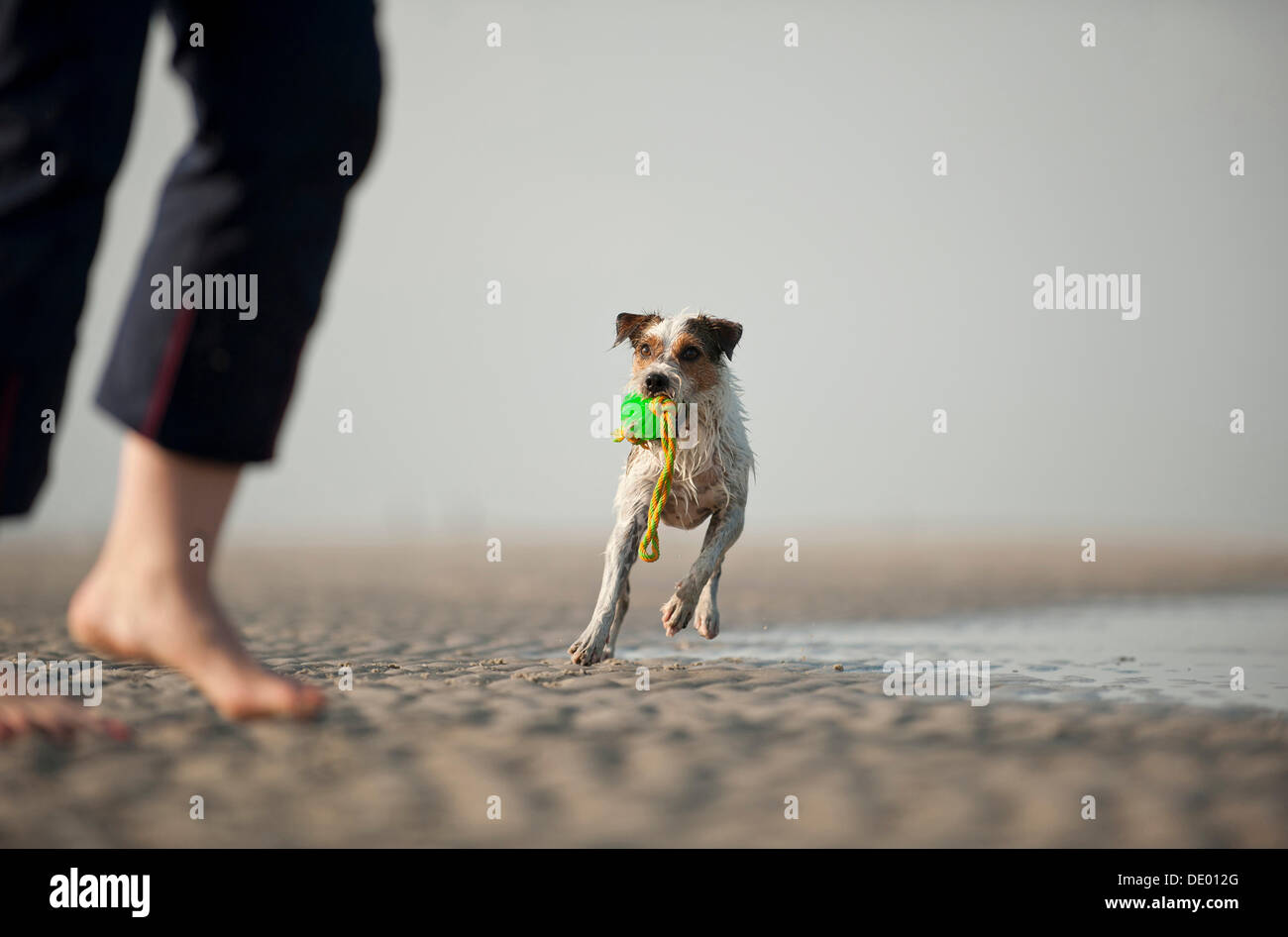 Parson Russell Terrier spielen mit dem Hundebesitzer am Strand Stockfoto